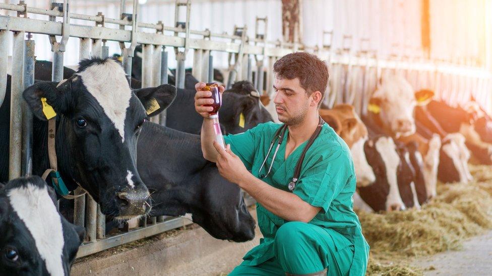 Veterinary Epidemiology
