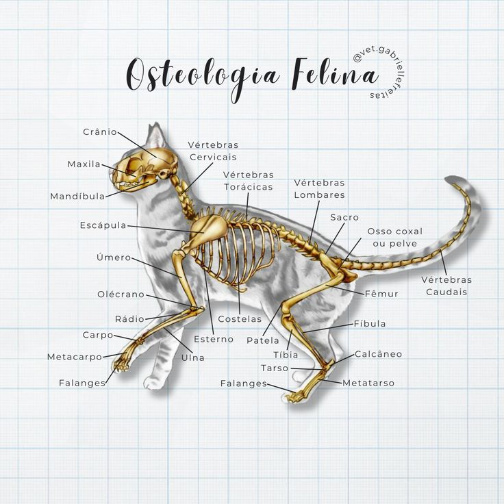 Especialidades de órganos y sistemas (Cardio, Neuro, Gastro, etc.)