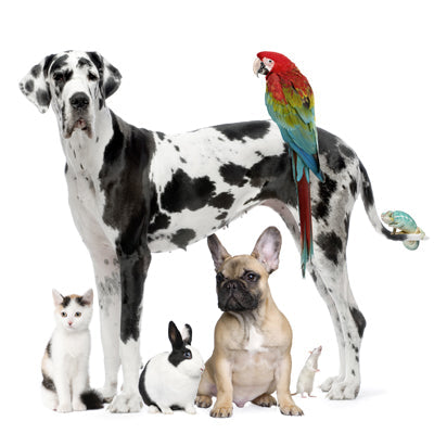 Small Animals