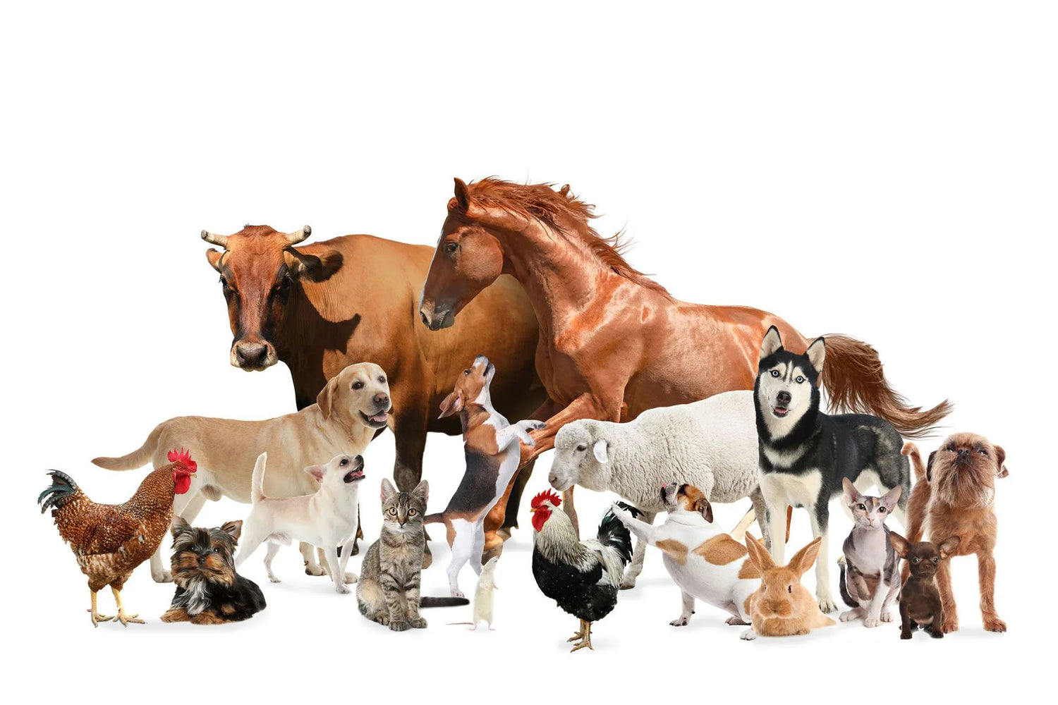 All Animals