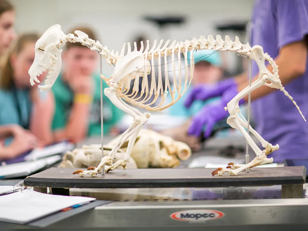 Veterinary Anatomy