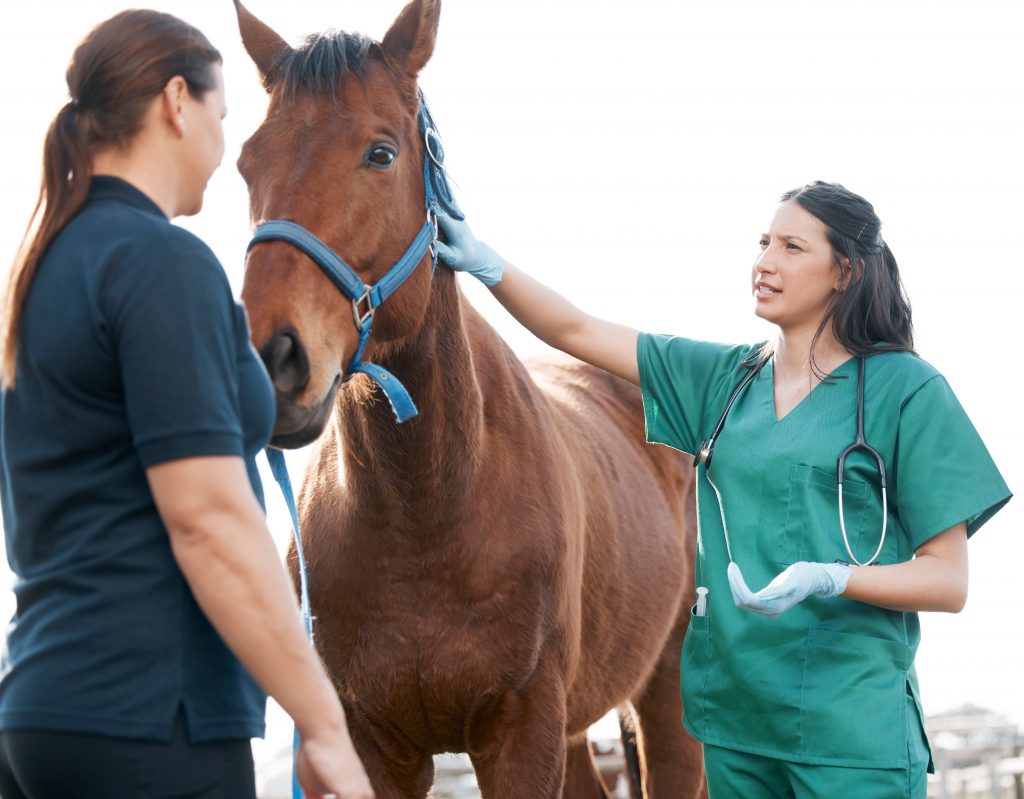 Equines