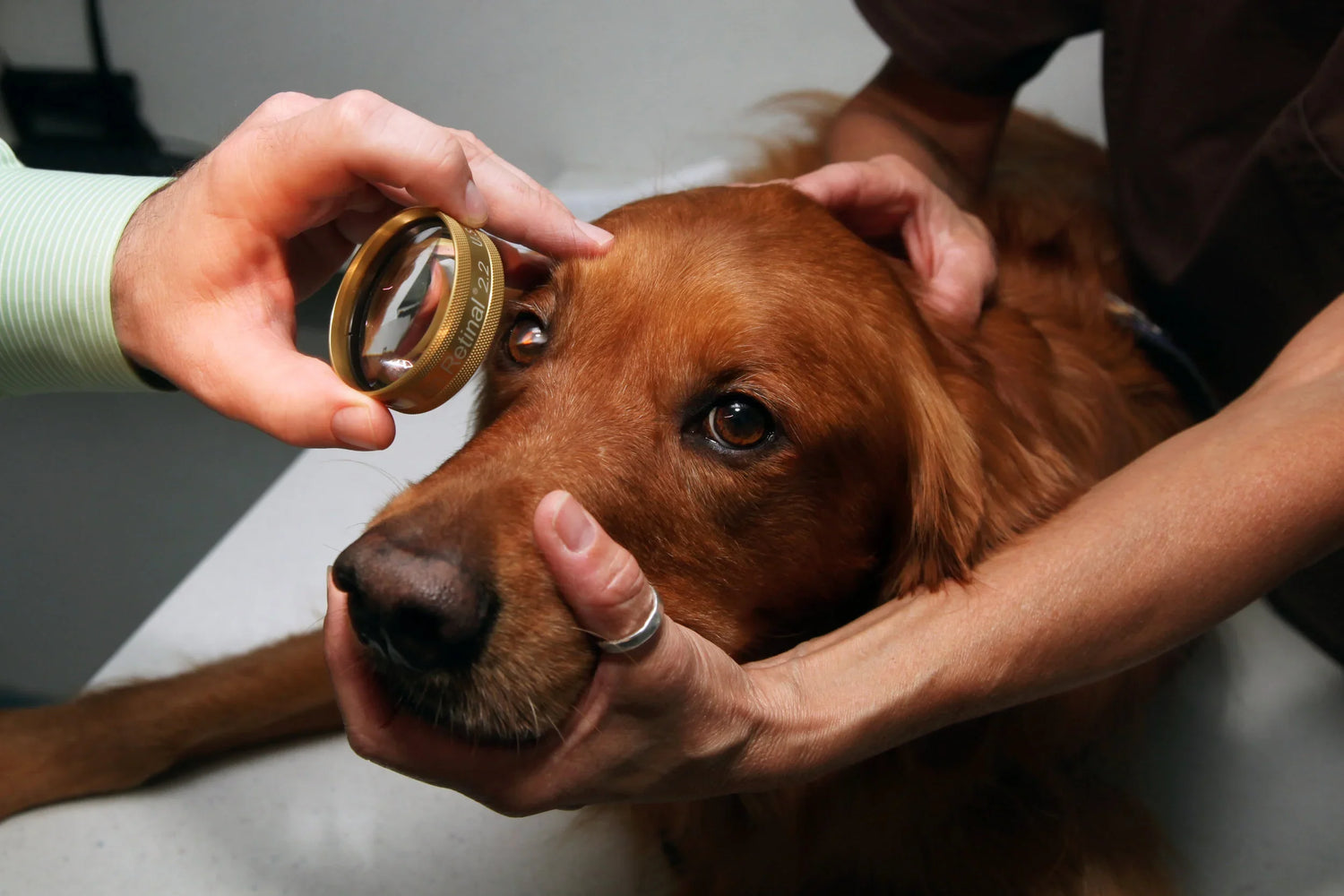 Ophtalmology