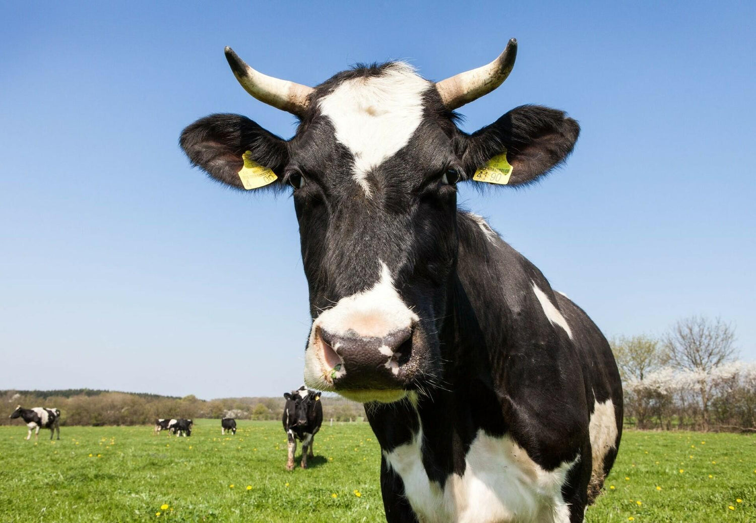 Food Animals