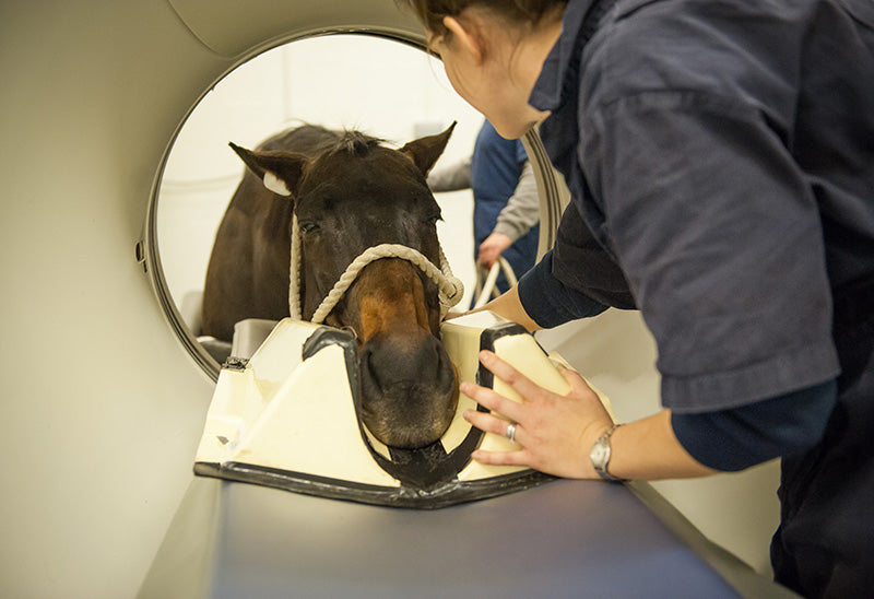 Veterinary Radiology