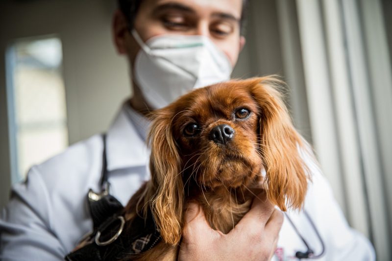Small Animal Medicine