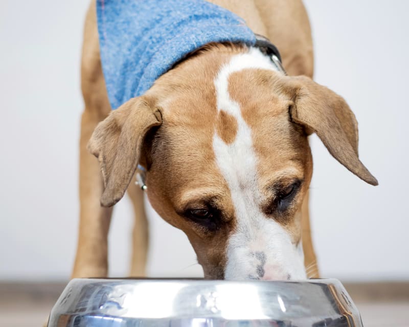 Animal Nutrition