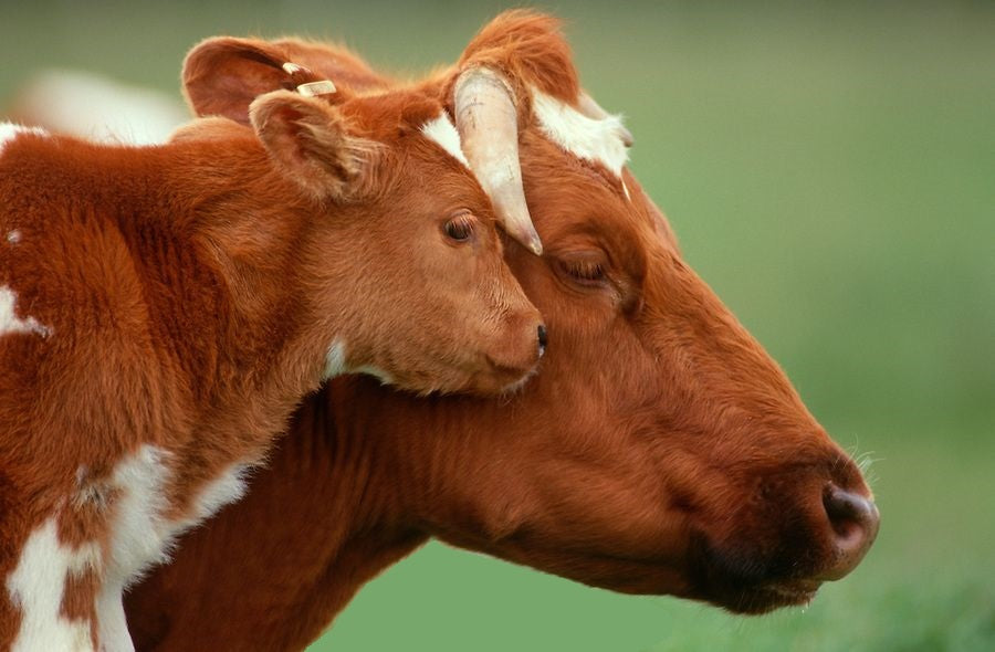 Reproducción y producción animal