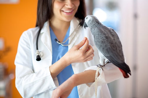 Avian and Poultry