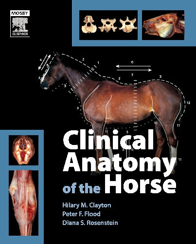 Clinical Anatomy of the Horse